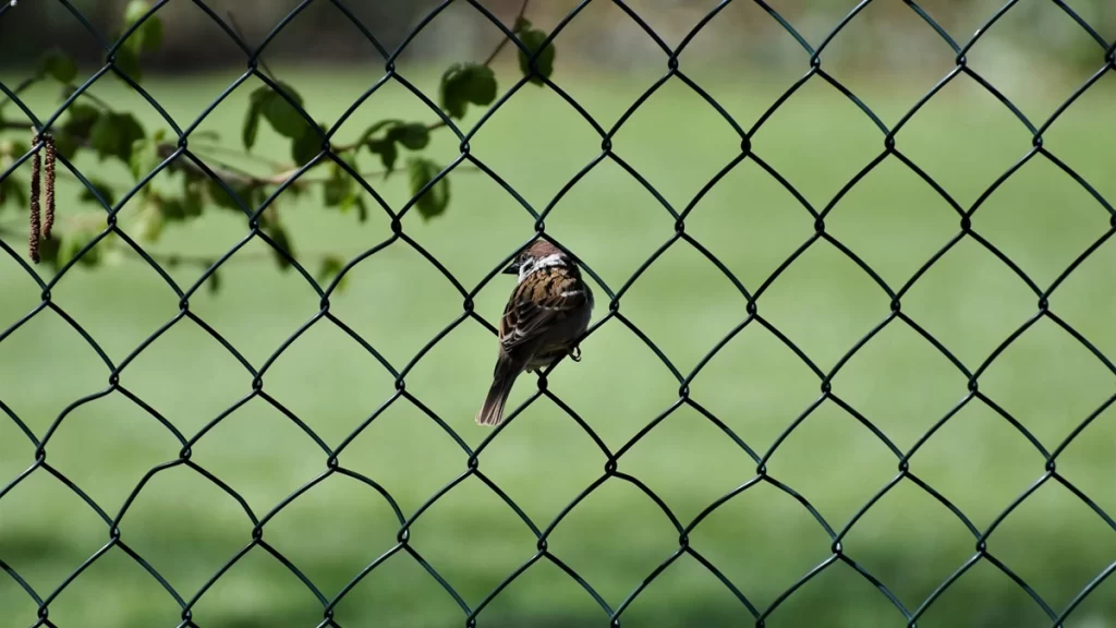 A small sparrow perched on a green chain link fence with a lush grassy backyard in the background. First Step Fence provides durable and affordable residential chain link fencing solutions for homes in Richmond, Virginia, and the surrounding areas.