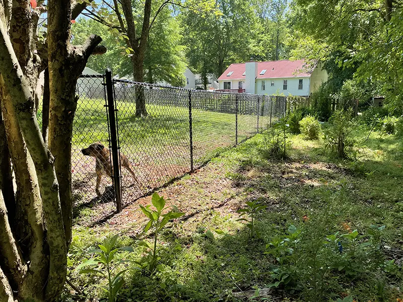 A pet-friendly vinyl-coated chain link fence surrounding a residential property. A family dog is playing inside the fence. First Step Fence installs pet and child safe chain link fences in Richmond, VA and the surrounding areas.